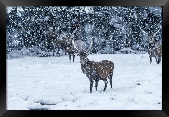 Scottish red deer (Cervus elaphus) in blizzard Framed Print by Beata Aldridge