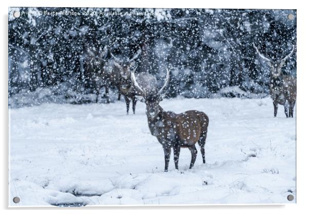 Scottish red deer (Cervus elaphus) in blizzard Acrylic by Beata Aldridge