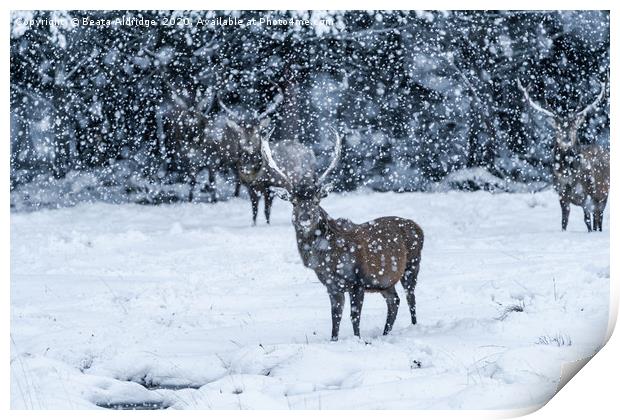 Scottish red deer (Cervus elaphus) in blizzard Print by Beata Aldridge
