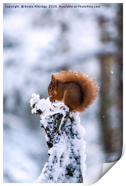 Red Squirrel (Sciurus vulgaris) Print by Beata Aldridge