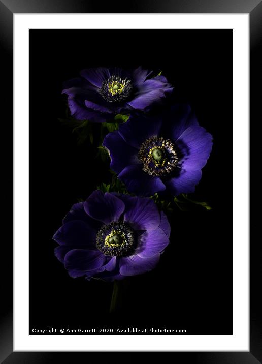 Three Purple Anemones 2 Framed Mounted Print by Ann Garrett