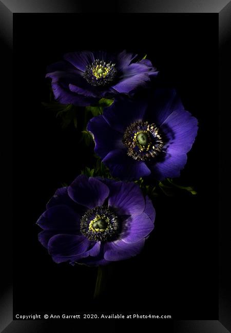Three Purple Anemones 2 Framed Print by Ann Garrett