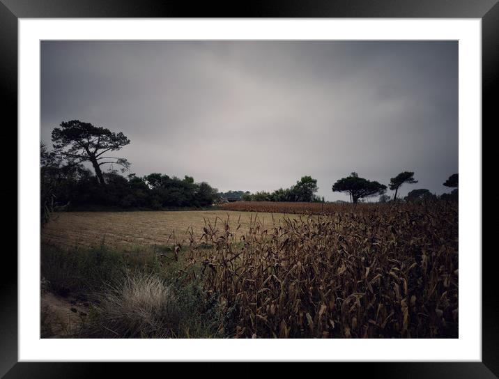 Corn field Framed Mounted Print by Larisa Siverina