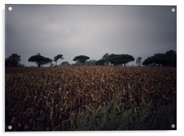 Corn field Acrylic by Larisa Siverina
