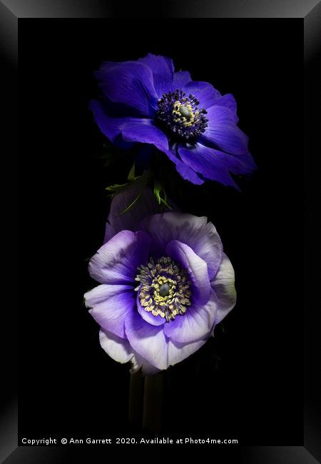 Purple and White Anemones Framed Print by Ann Garrett