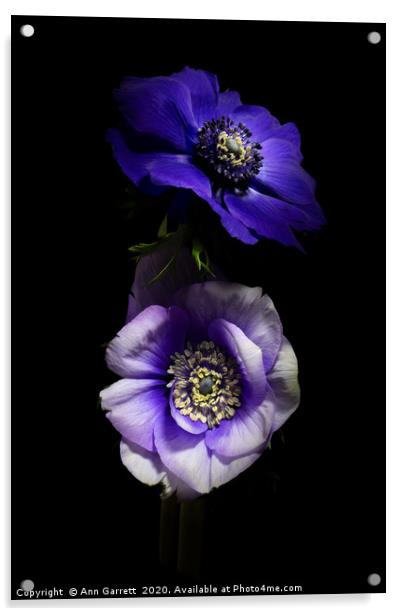 Purple and White Anemones Acrylic by Ann Garrett