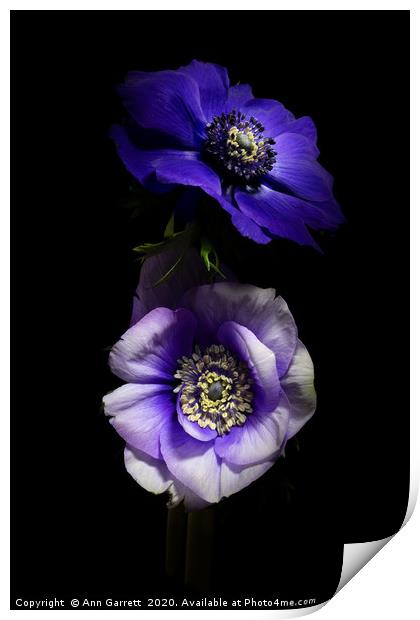 Purple and White Anemones Print by Ann Garrett