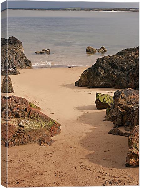 On The Beach Canvas Print by Jacqi Elmslie