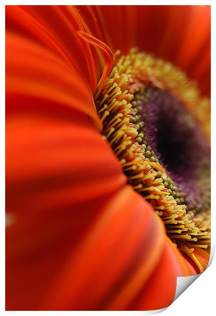 gerbera up close.. Print by Rosanna Zavanaiu