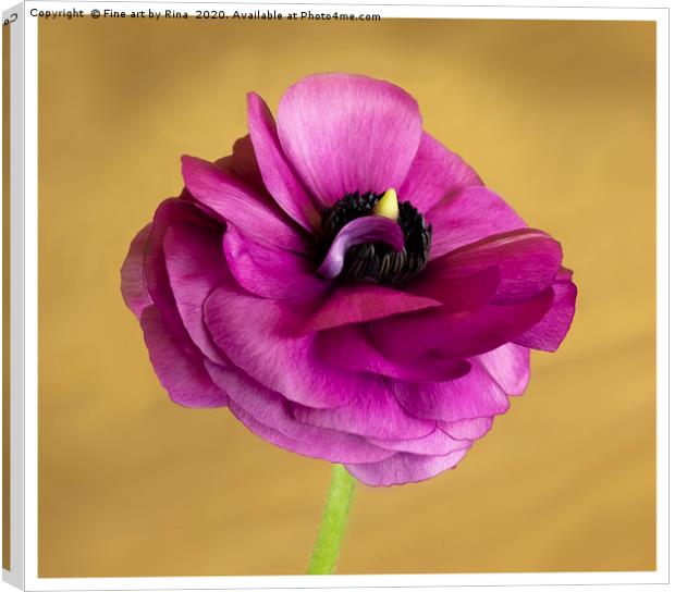 Anemone Canvas Print by Fine art by Rina