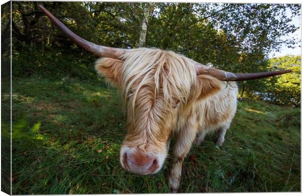 Highland cow Canvas Print by Rory Trappe