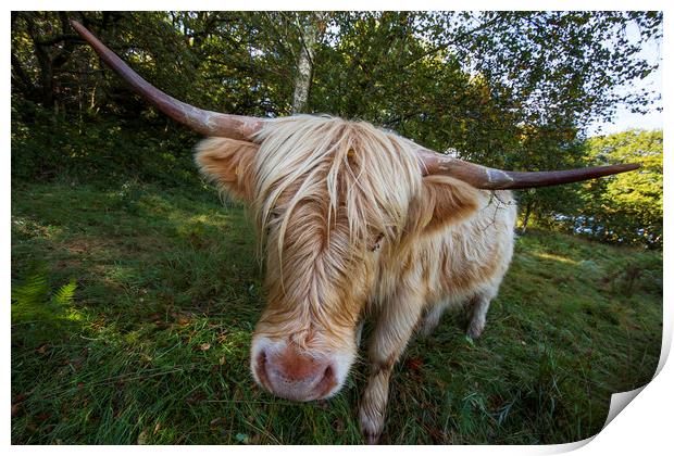 Highland cow Print by Rory Trappe