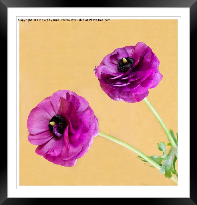 Anemone Framed Mounted Print by Fine art by Rina