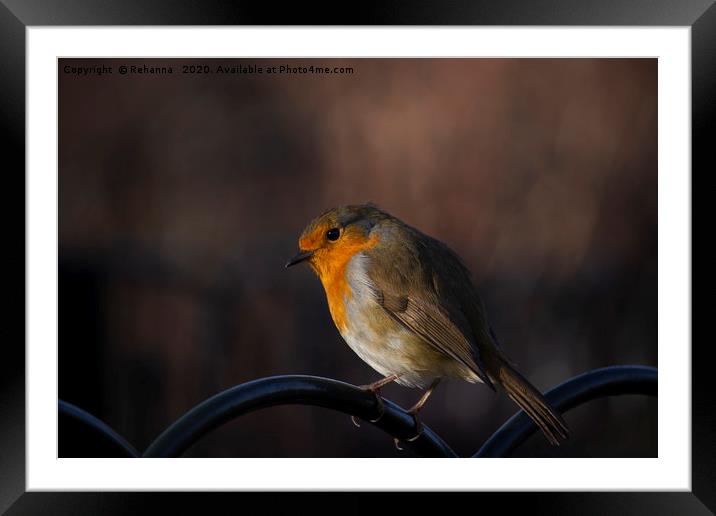 Robin perched on railings Framed Mounted Print by Rehanna Neky