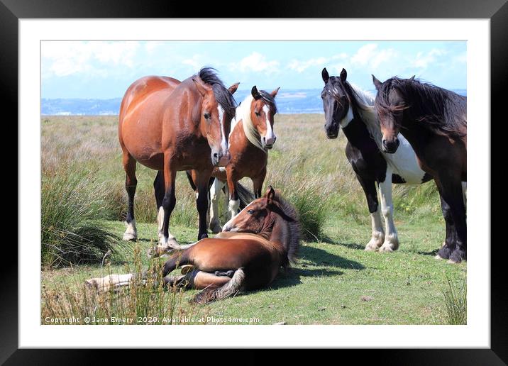 Marsh Ponies, Penclawdd, Gower Swansea Framed Mounted Print by Jane Emery