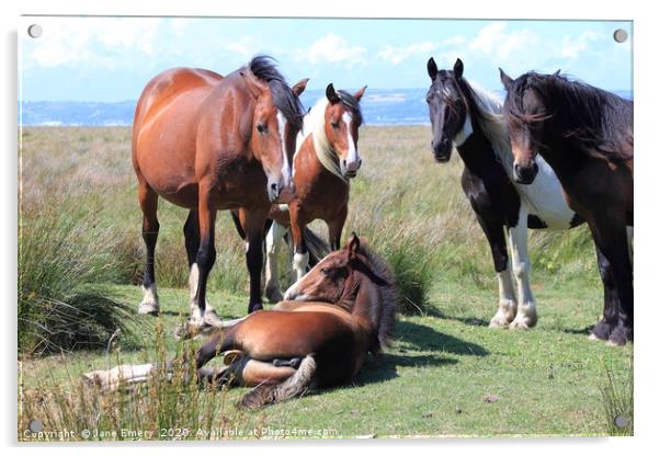 Marsh Ponies, Penclawdd, Gower Swansea Acrylic by Jane Emery