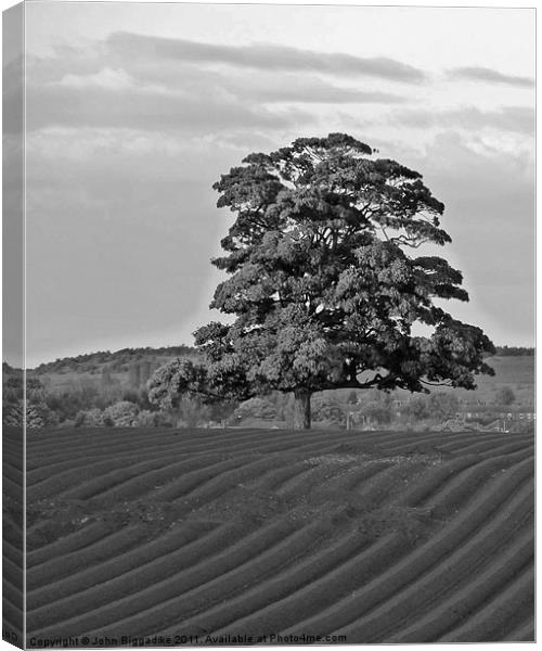 Solitary Tree Canvas Print by John Biggadike