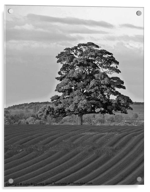 Solitary Tree Acrylic by John Biggadike