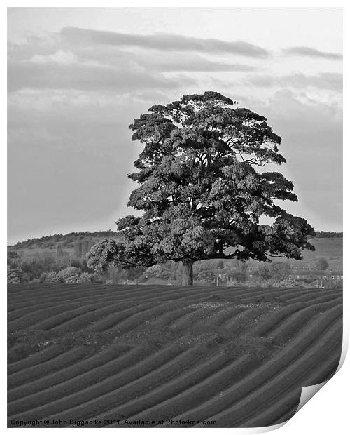 Solitary Tree Print by John Biggadike