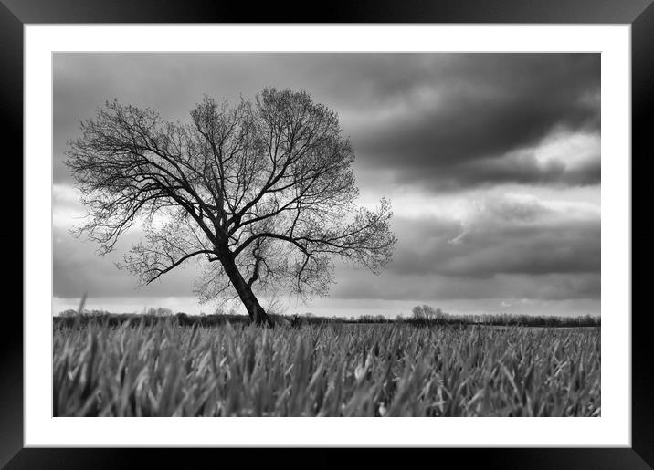 The Tree Framed Mounted Print by Scott Ian Thomson