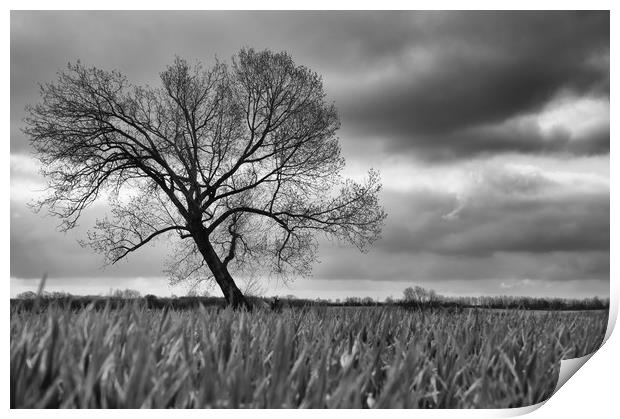 The Tree Print by Scott Ian Thomson