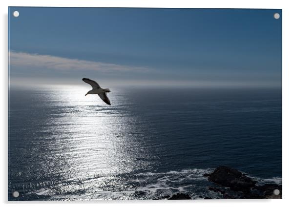 The Seagull  Acrylic by Scott Ian Thomson