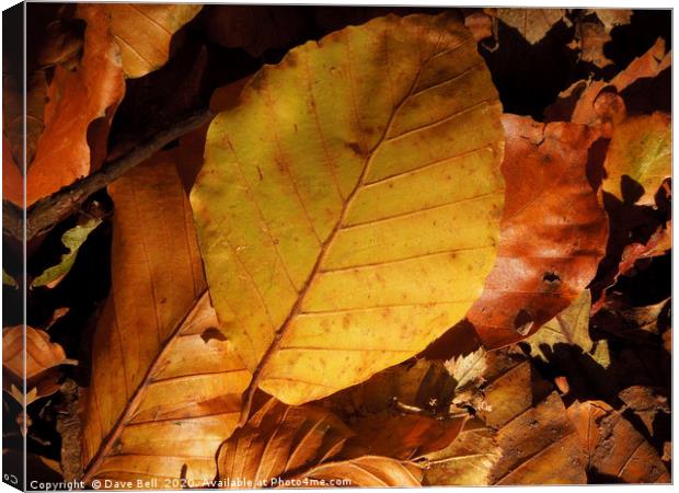 Autumn Leaves Canvas Print by Dave Bell
