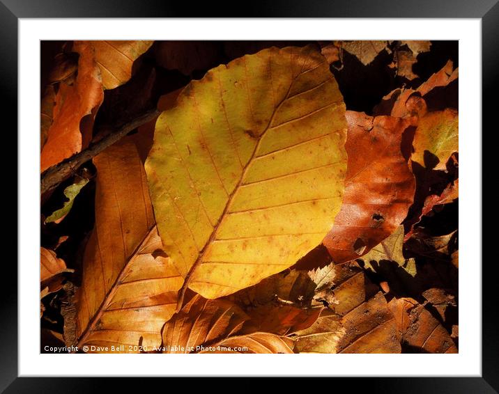Autumn Leaves Framed Mounted Print by Dave Bell