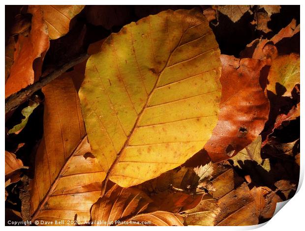 Autumn Leaves Print by Dave Bell