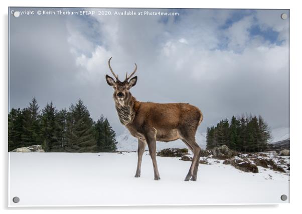 Red Deer Portrait Acrylic by Keith Thorburn EFIAP/b