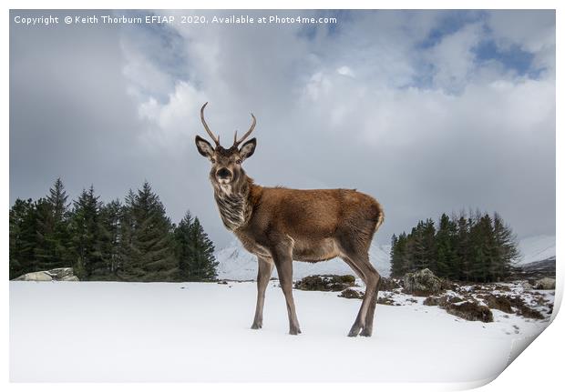 Red Deer Portrait Print by Keith Thorburn EFIAP/b
