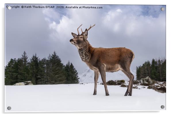 Red Deer Portrait Acrylic by Keith Thorburn EFIAP/b