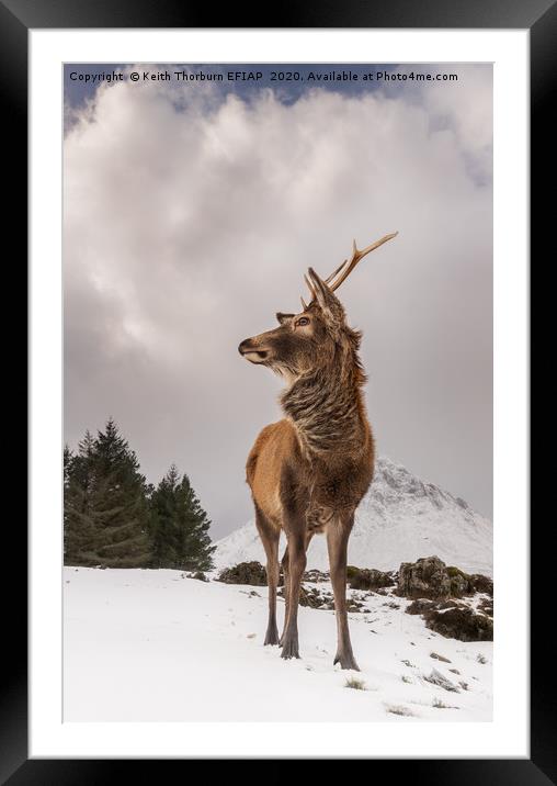 Red Deer Portrait Framed Mounted Print by Keith Thorburn EFIAP/b