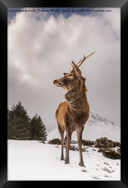 Red Deer Portrait Framed Print by Keith Thorburn EFIAP/b