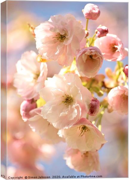 Beautiful Cherry Blossom Canvas Print by Simon Johnson