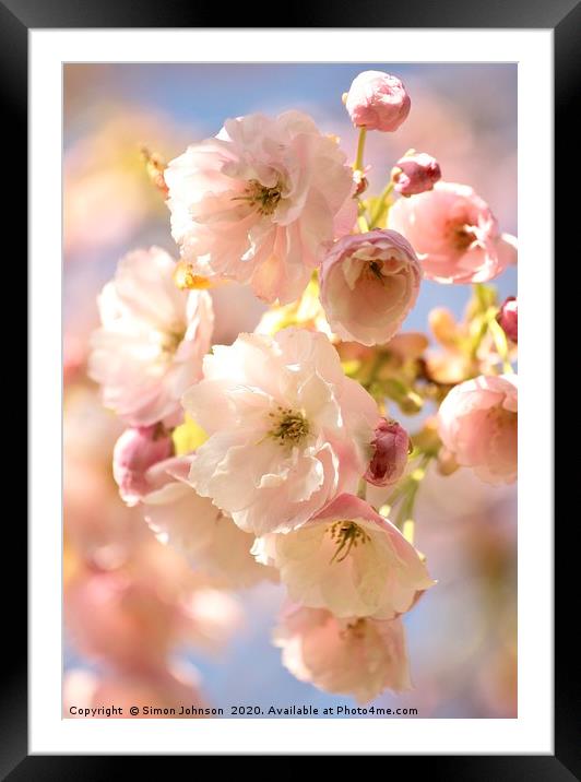 Beautiful Cherry Blossom Framed Mounted Print by Simon Johnson