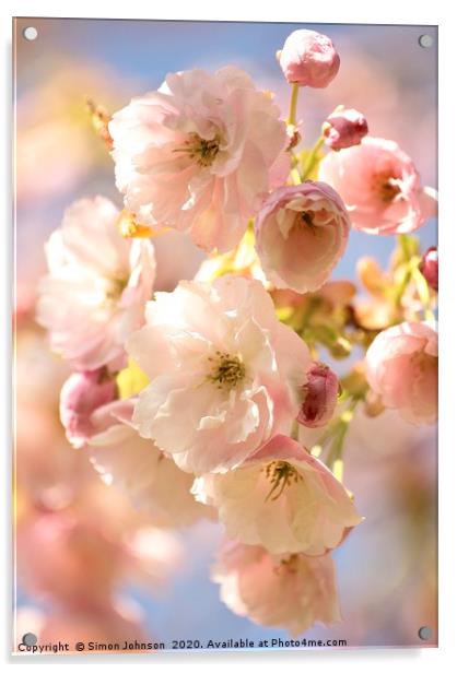 Beautiful Cherry Blossom Acrylic by Simon Johnson