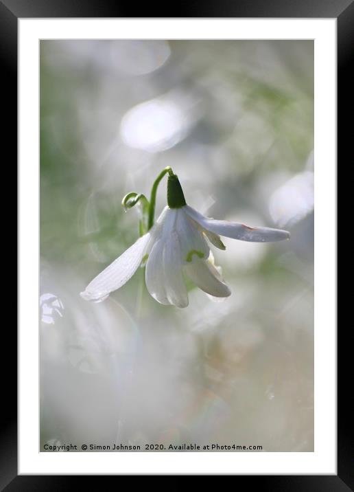 Flying snowdrop  Framed Mounted Print by Simon Johnson