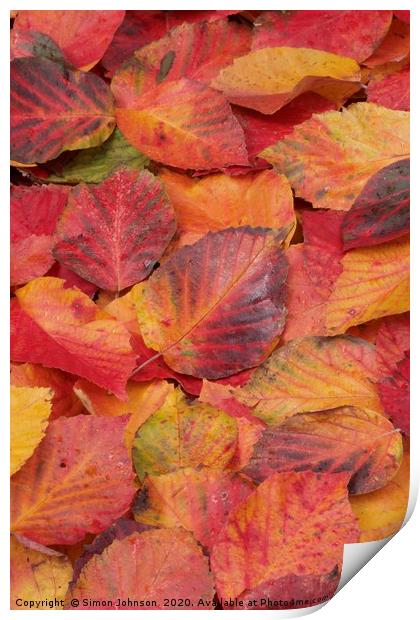 Autumn Leaf Collage Print by Simon Johnson