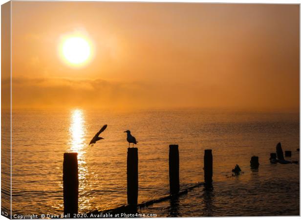 Sea Birds at Dawn Canvas Print by Dave Bell