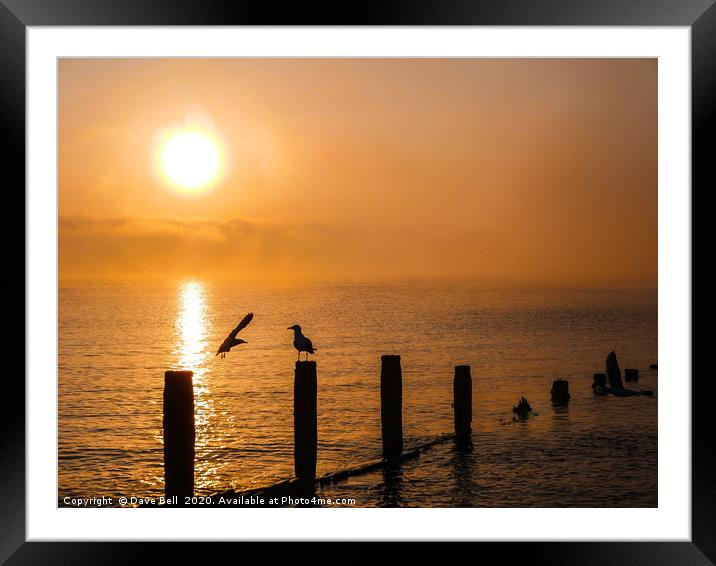 Sea Birds at Dawn Framed Mounted Print by Dave Bell