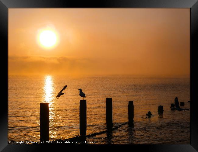 Sea Birds at Dawn Framed Print by Dave Bell