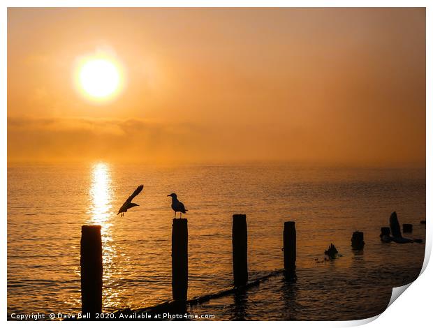 Sea Birds at Dawn Print by Dave Bell