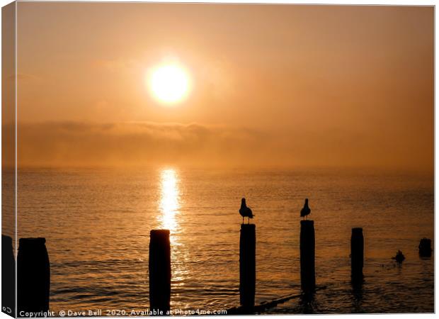 Seagulls Sunrise. Canvas Print by Dave Bell