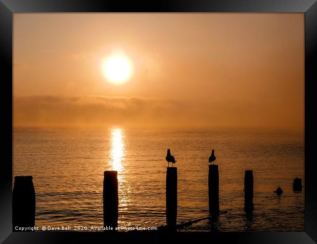 Seagulls Sunrise. Framed Print by Dave Bell