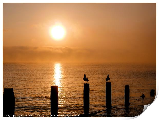 Seagulls Sunrise. Print by Dave Bell
