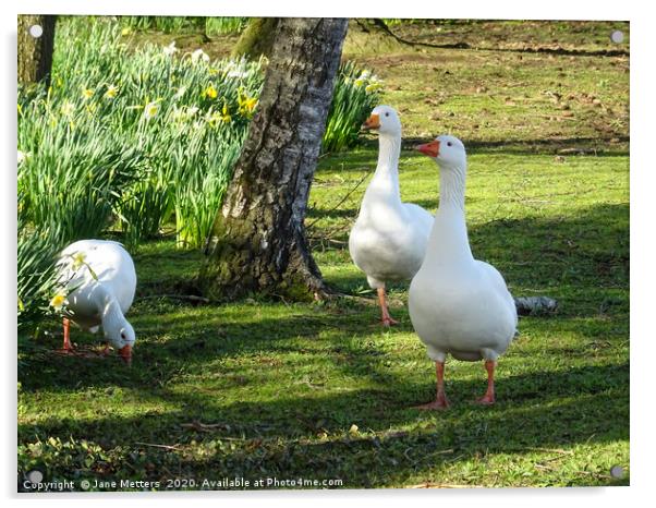 Geese Wandering  Acrylic by Jane Metters