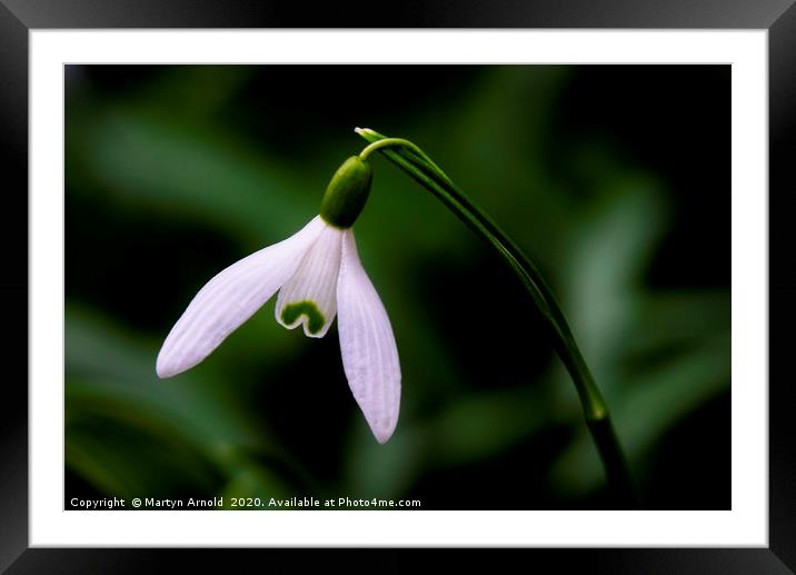 Snowdrop (Galanthus) Framed Mounted Print by Martyn Arnold