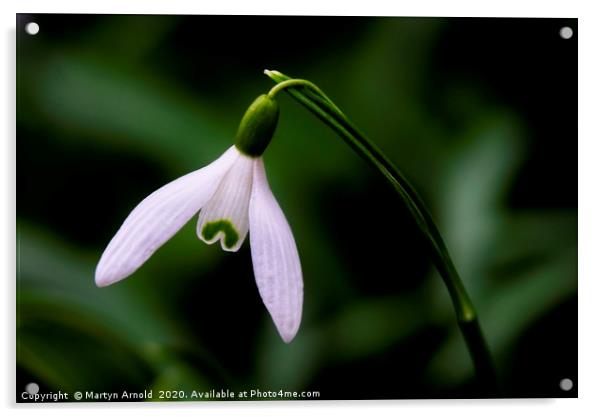 Snowdrop (Galanthus) Acrylic by Martyn Arnold