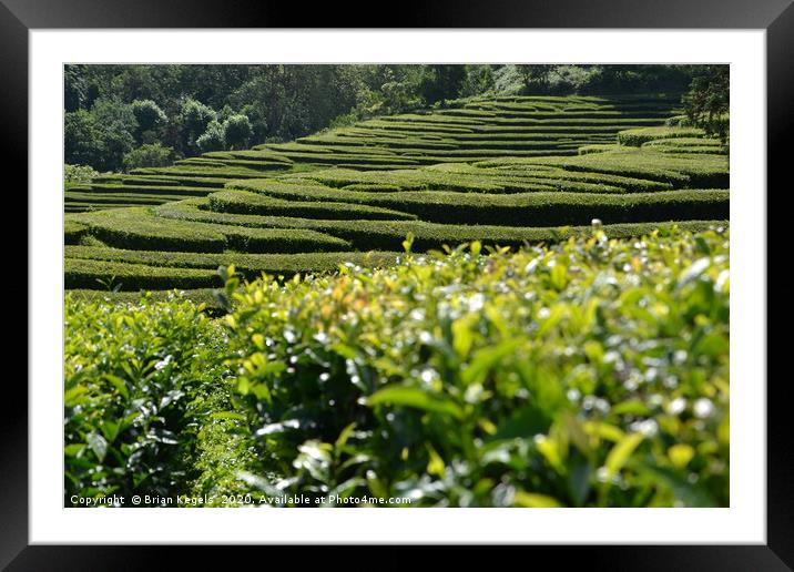 Wandering through the tea plantation Framed Mounted Print by Brian Kegels